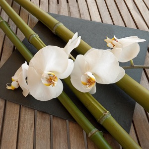 zen-orchidees-blancs.jpg